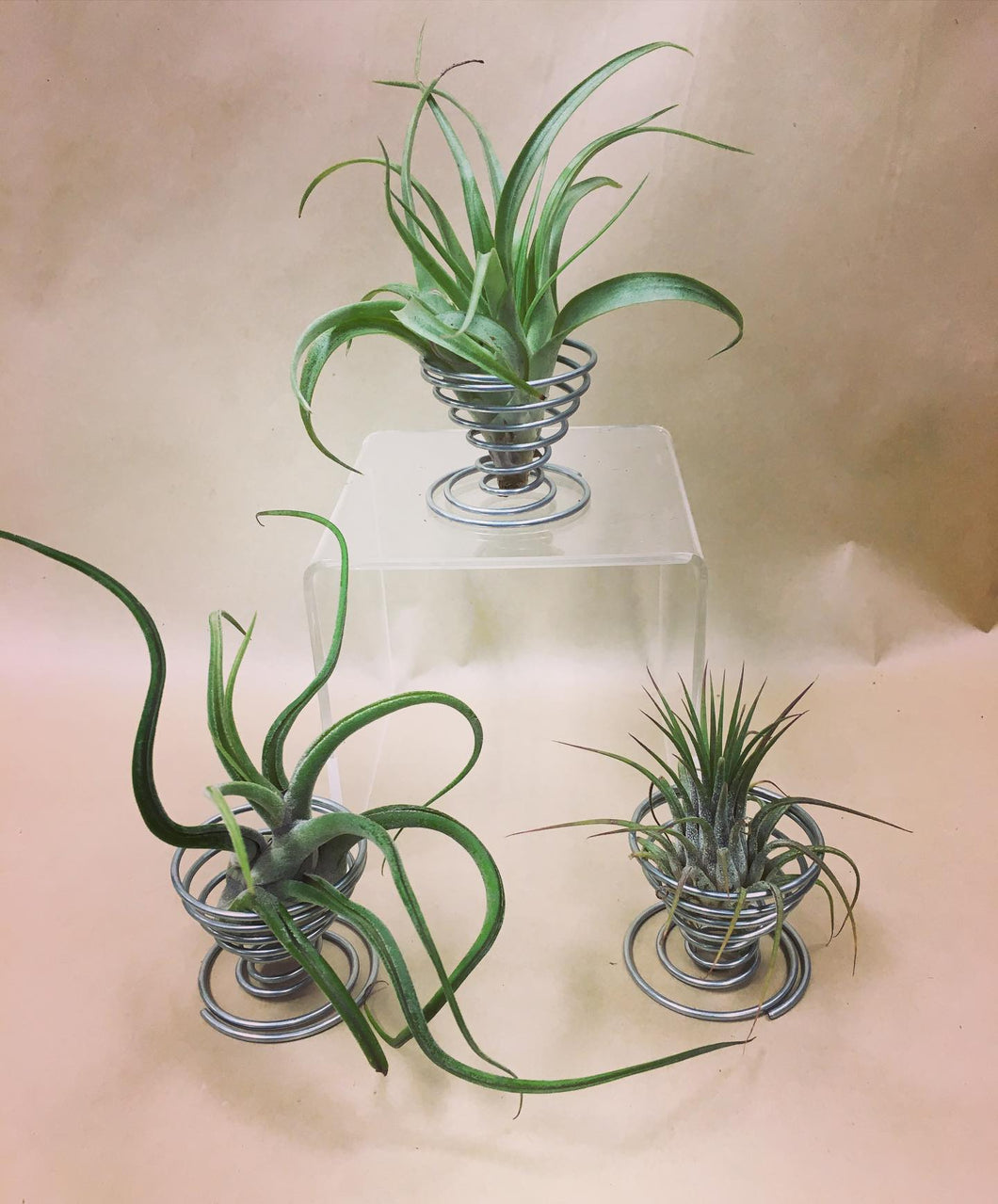 Air Plant + Stand