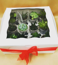 Load image into Gallery viewer, Succulents by the Dozen
