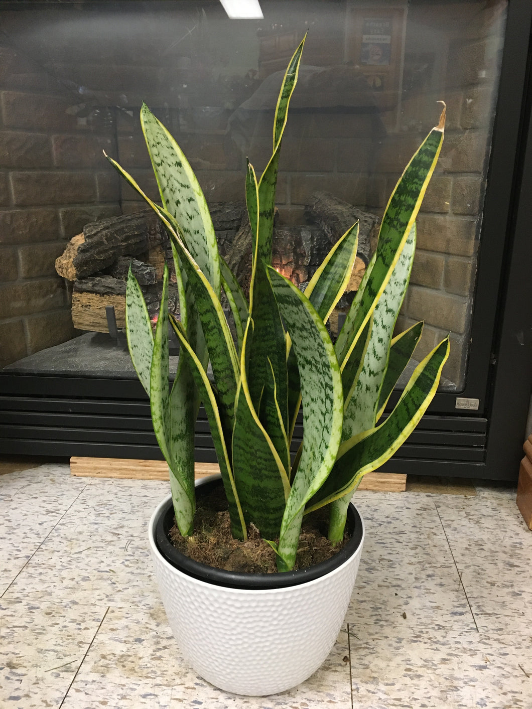 Snake Plant in a White Decorative Pot