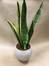 Load image into Gallery viewer, Snake Plant in a two tone Beige Pot
