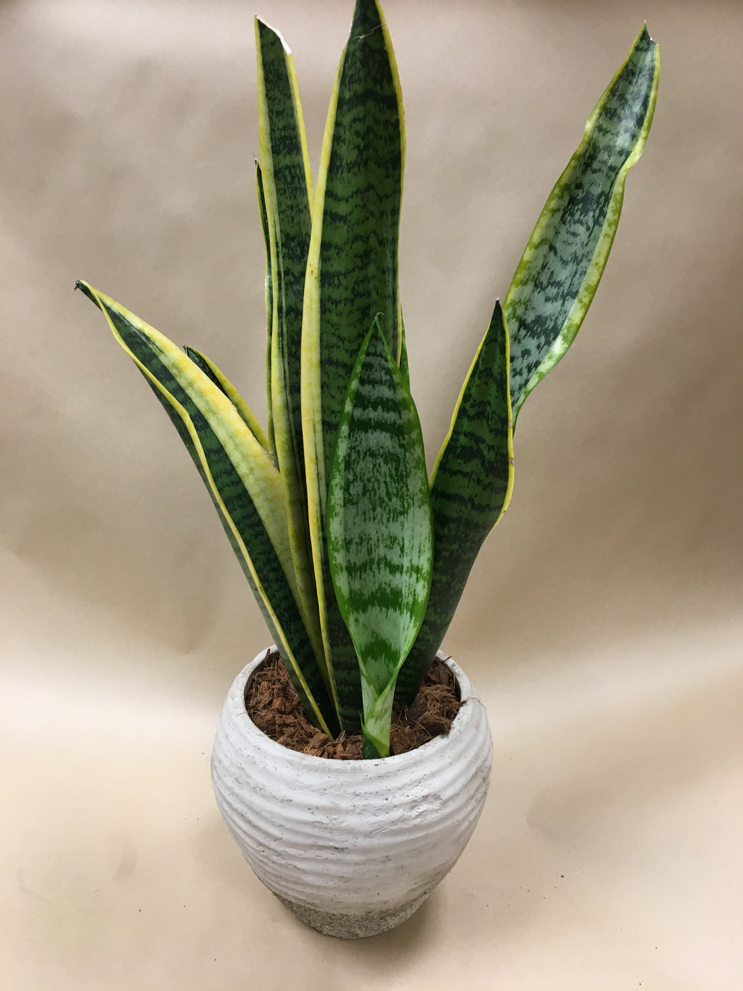 Snake Plant in a two tone Beige Pot