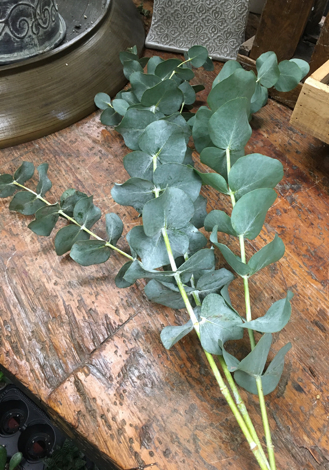 Fresh Eucalyptus Stems